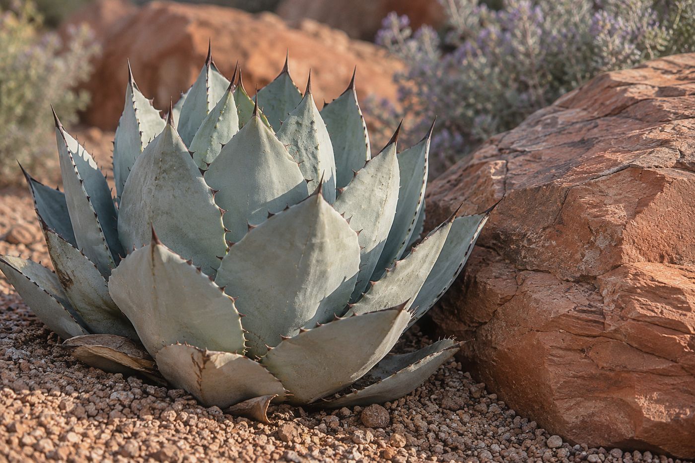 Parry's agave beside a red sandstone boulder